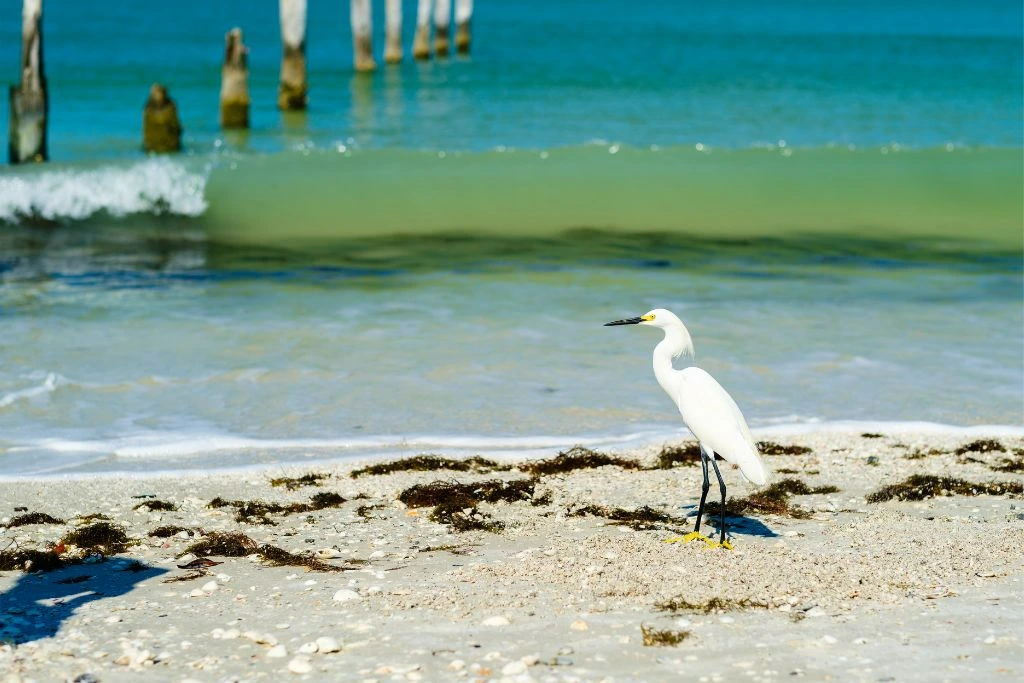 Snowy egret walking beside the sea shore