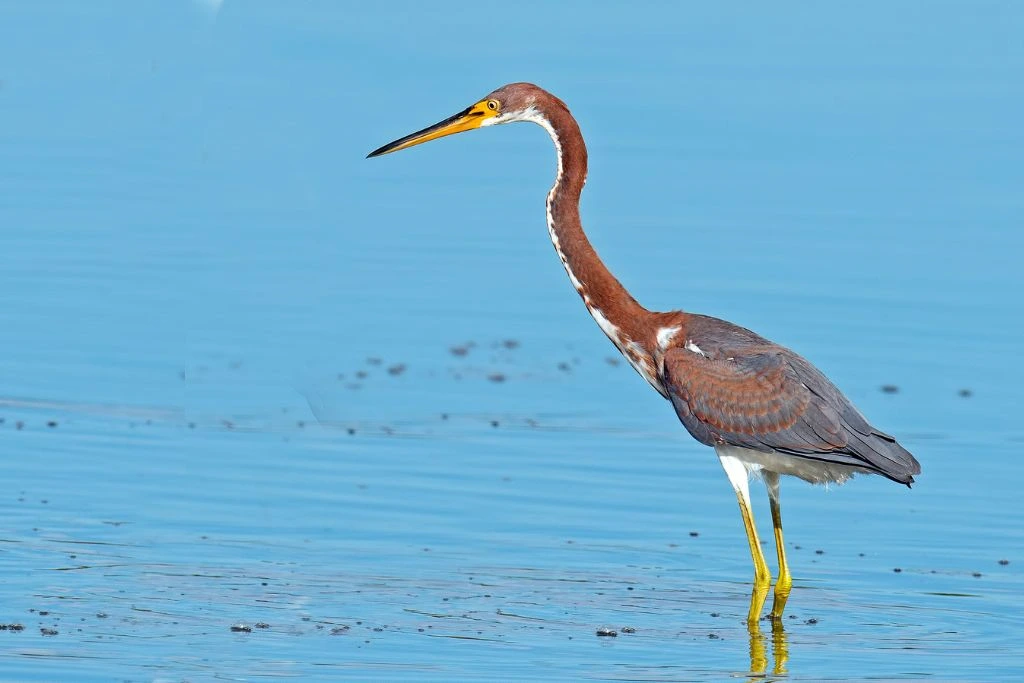 Tricolored Heron standing on the shallow part of the river