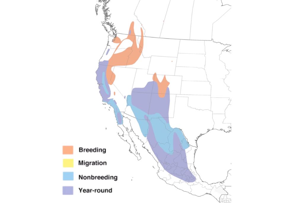 Western Bluebird Range Map