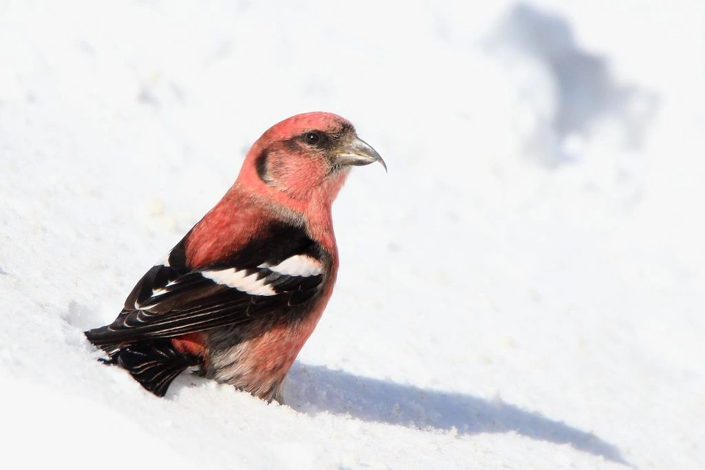 The White-winged Crossbill bird is perched on the white snow.