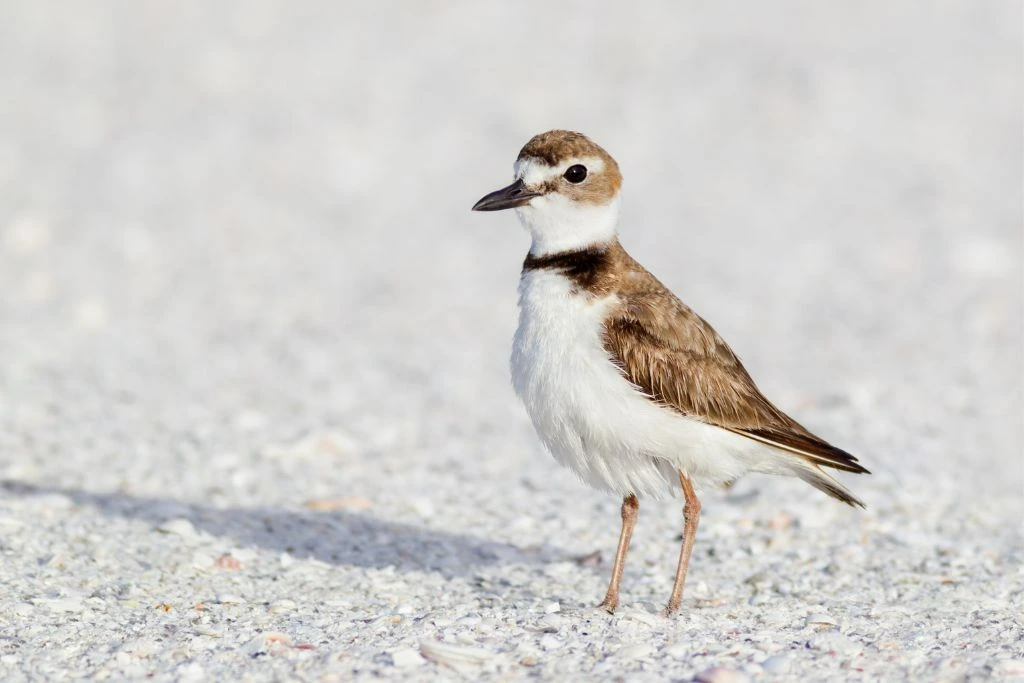 close up look of Wilson's Plover standing on the sand