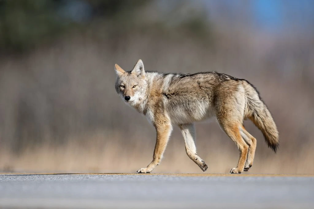 a coyote walking on the road
