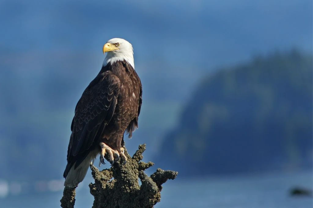 Eagle standing on a tree