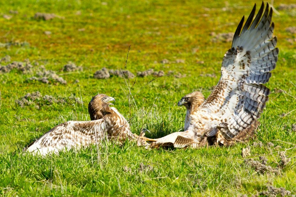 two hawk fighting on a grassy field
