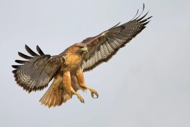 a flying hawk