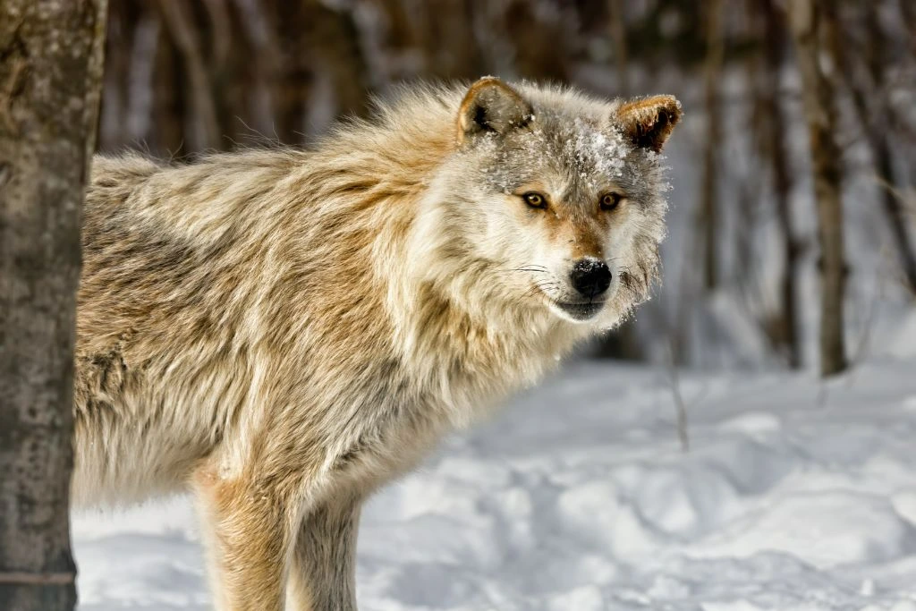 close up picture of a wolf during winter