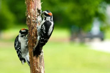 two woodpeckers pecking on a tree bark
