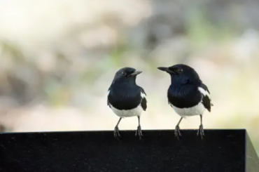 two Northern Mockingbird standing right next to each other
