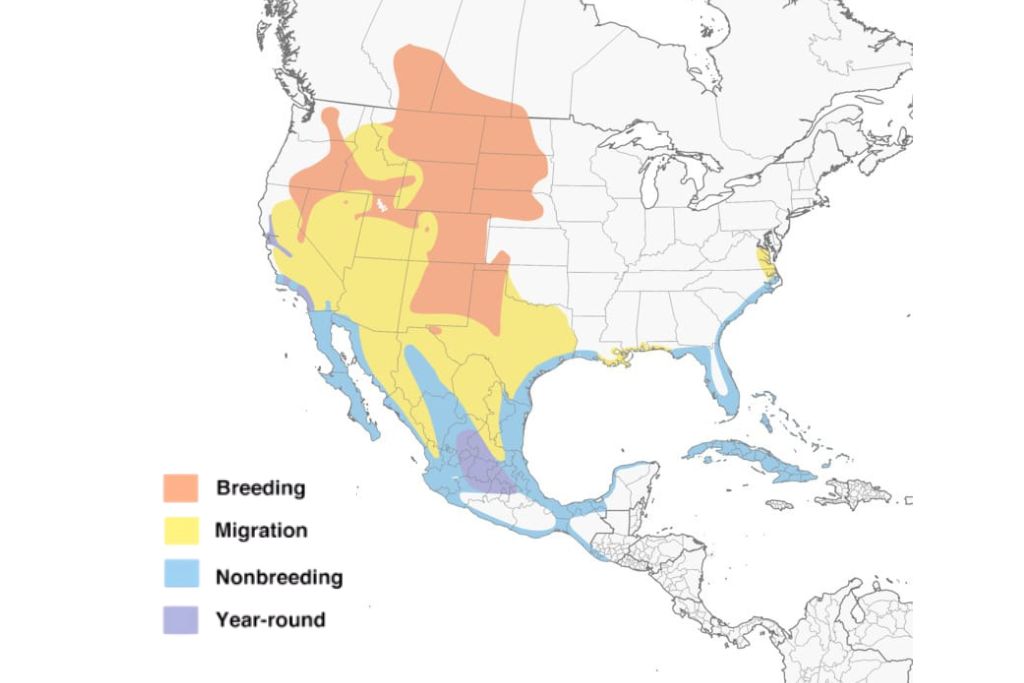 American Avocet Range Map