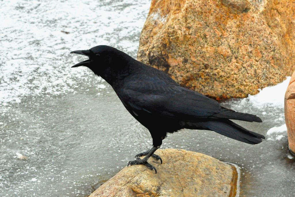 American Crow standing on a brown stone