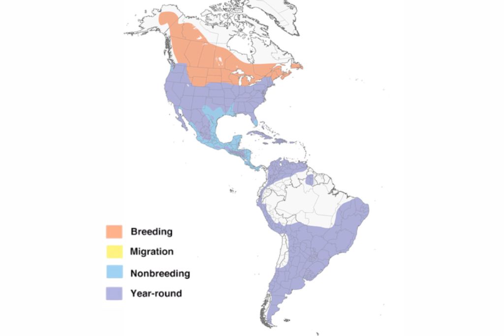 American Kestrel Falcon range map
