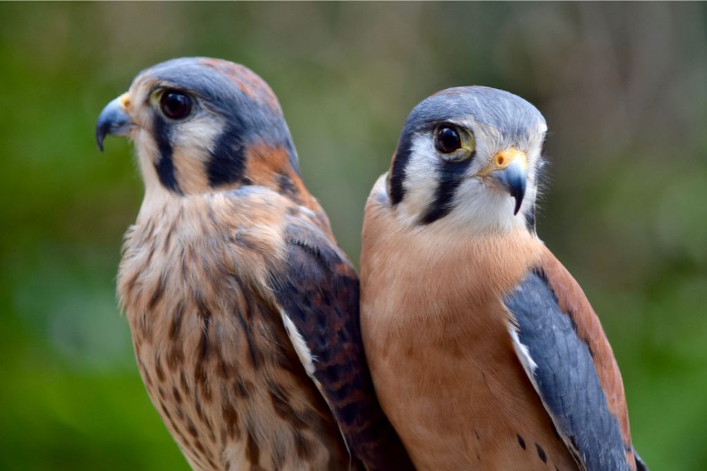 Two American Kestrel Falcon standing right next to each other