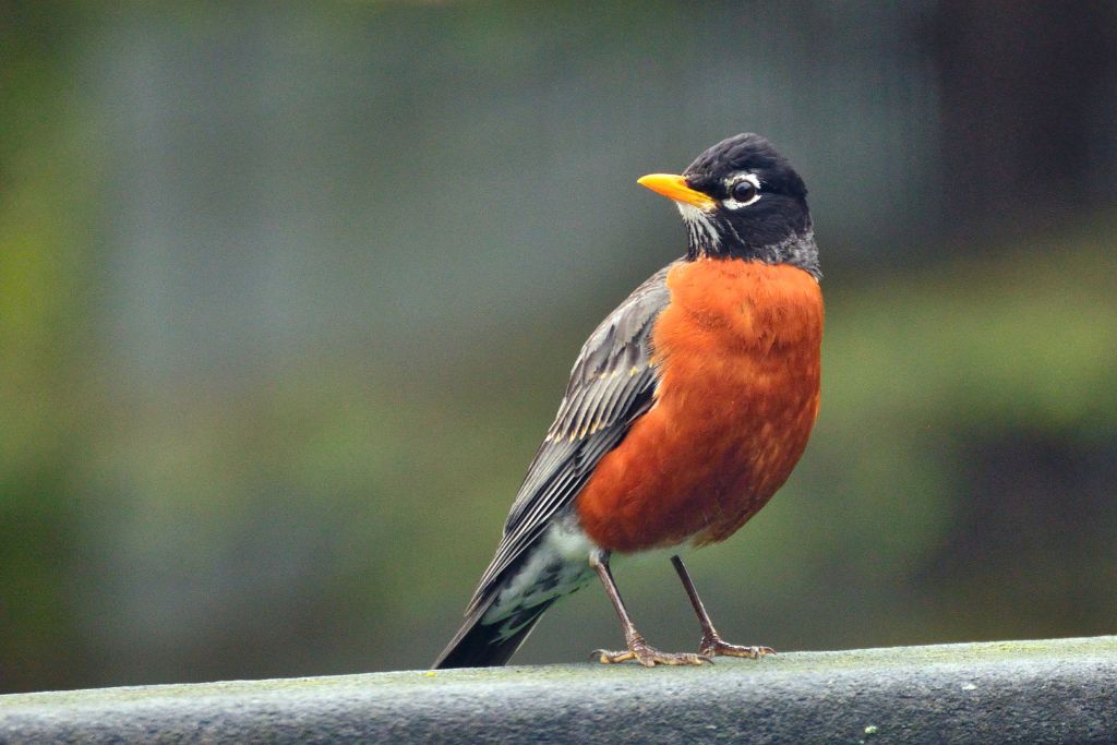 American Robin standing on a concrete fence