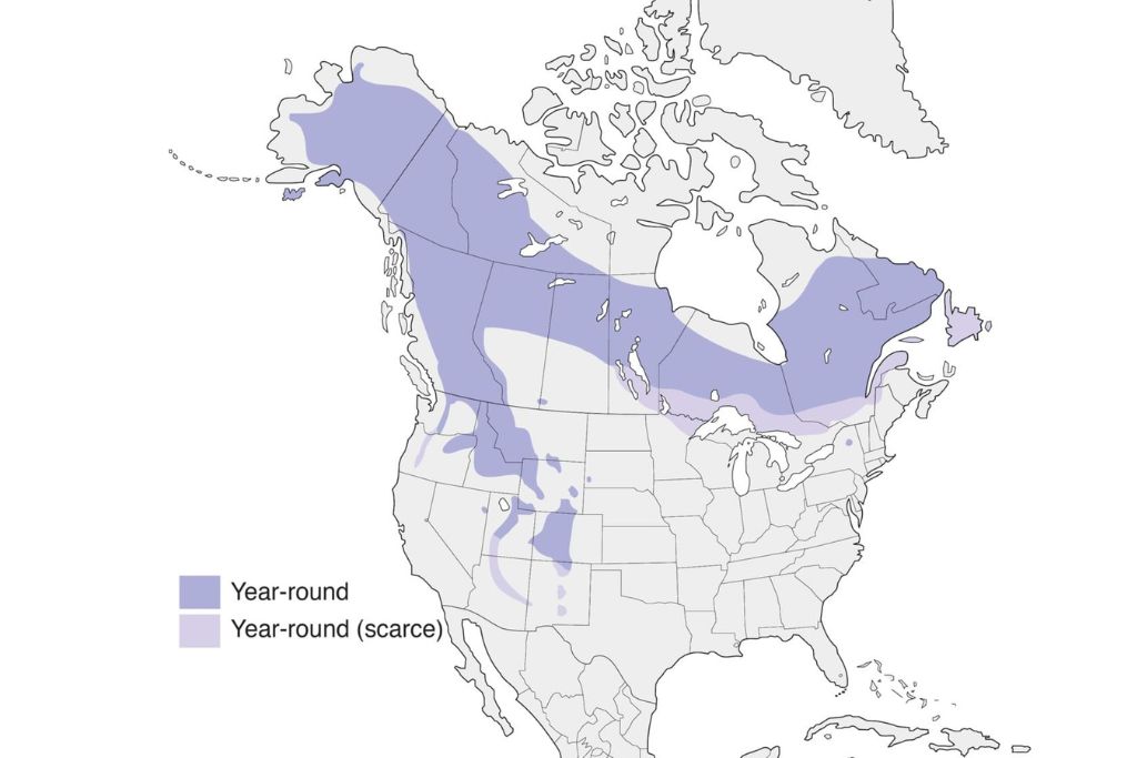American Three-toed Woodpecker Range Map