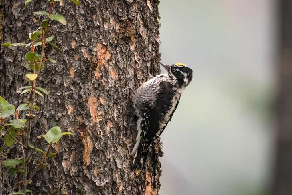 close up view of American Three-Toed Woodpecker climbing on a tree