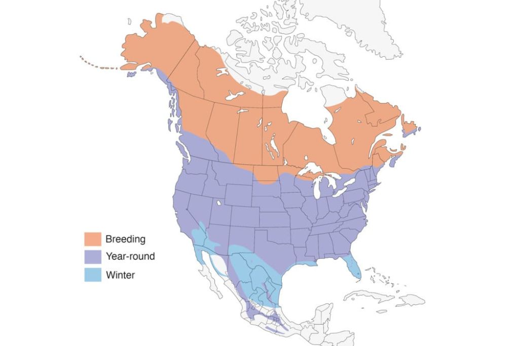 American robin range map