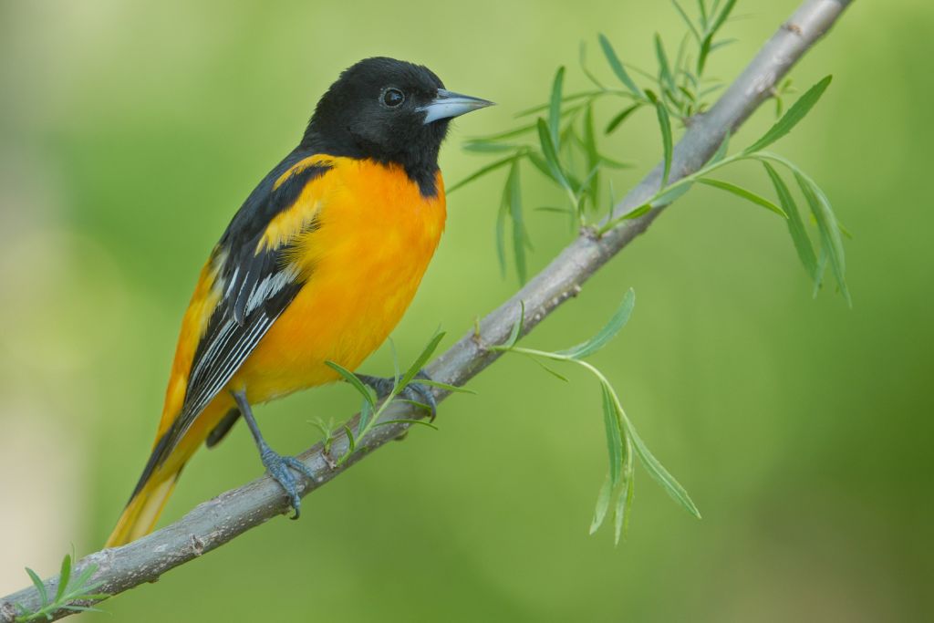 Baltimore Oriole standing on a tree branch