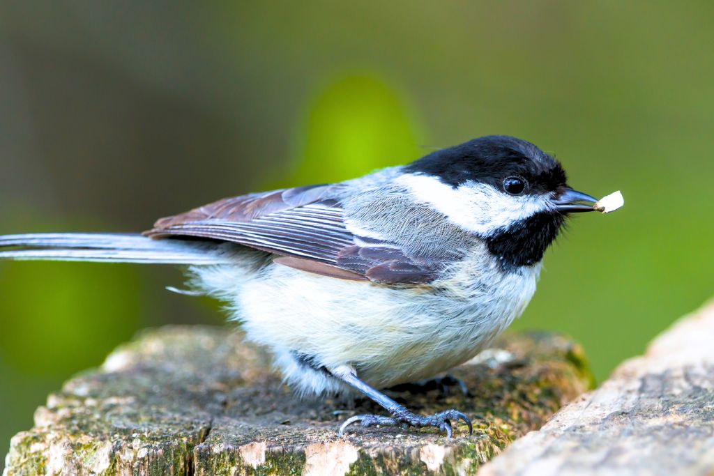 Black-Capped Chickadee standing on a big tree branch