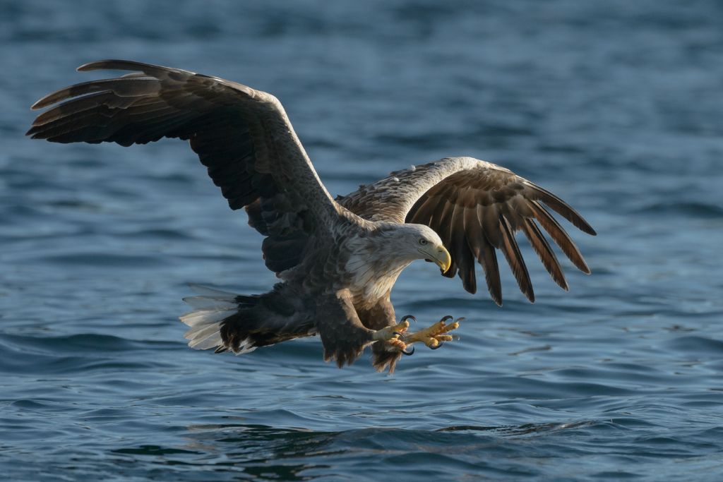White tailed eagle flying above sea