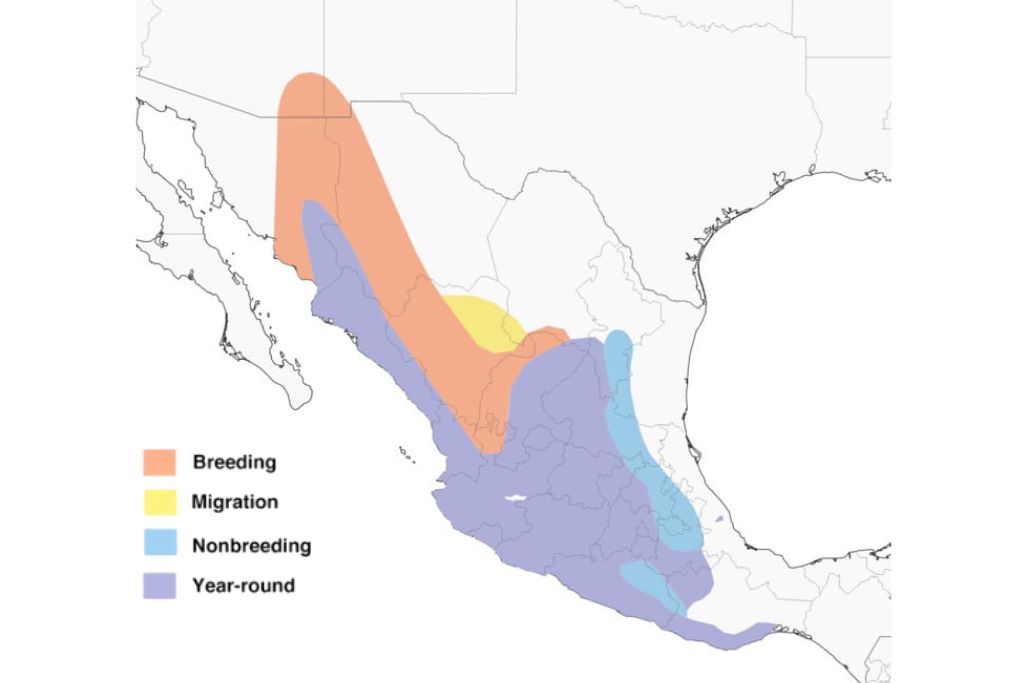 Broad-Billed Hummingbird range map