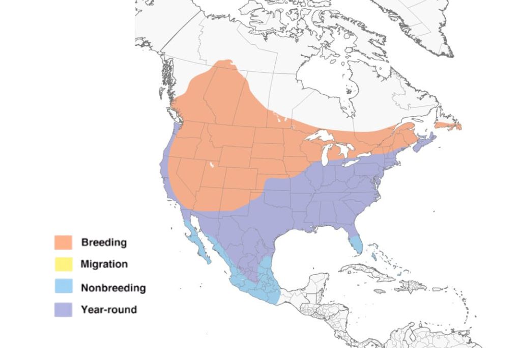Brown Headed Cowbird Range Map