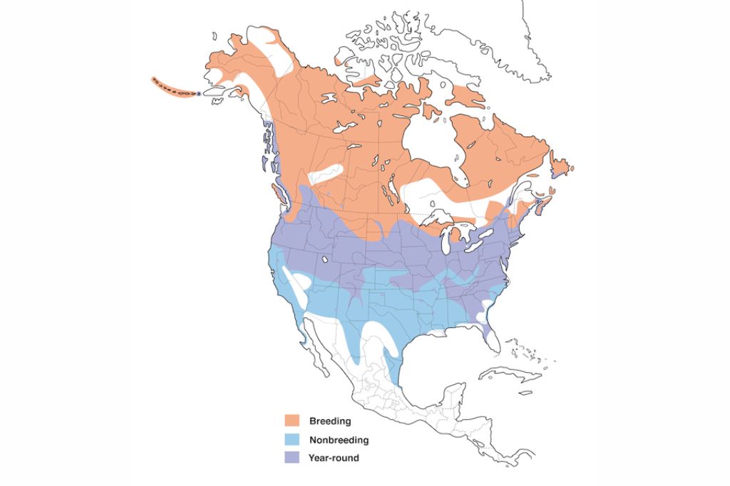 Canada Goose range map
