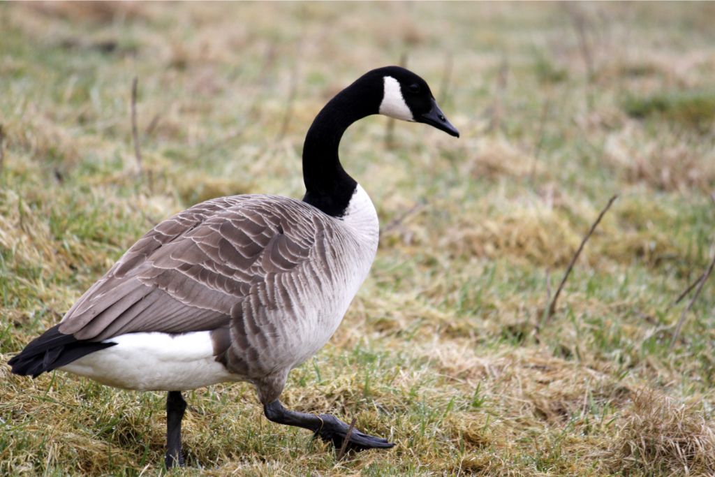 Canada Goose walking on a green grass land