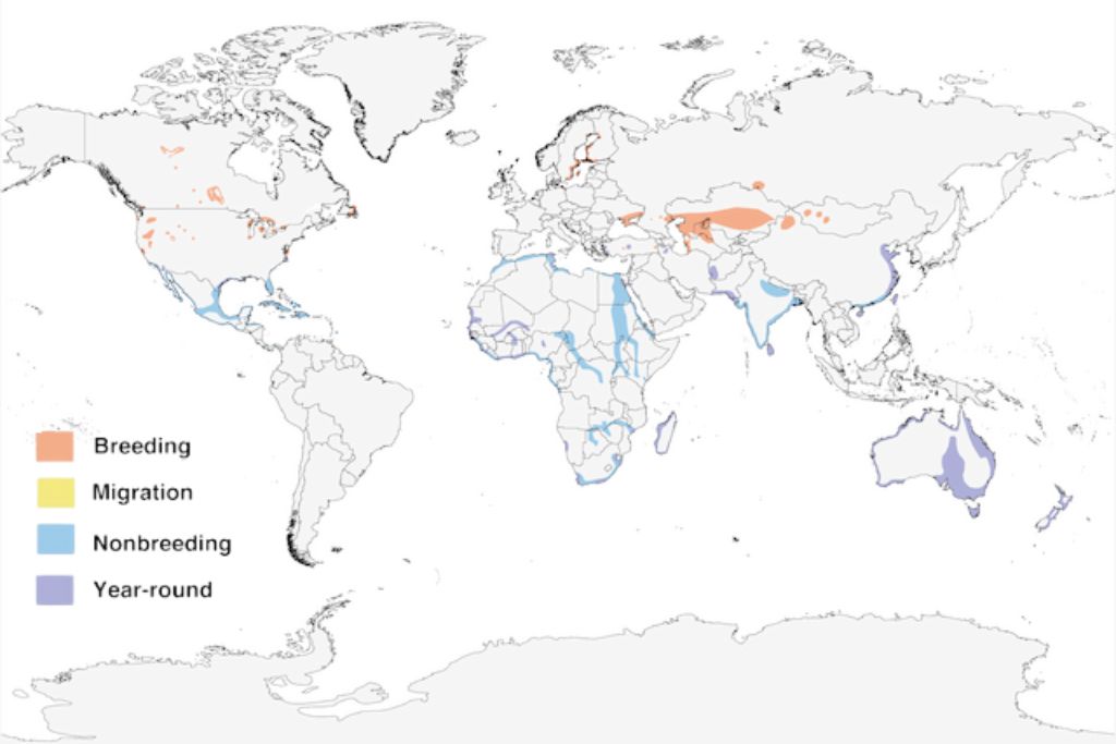 Caspian Tern range map