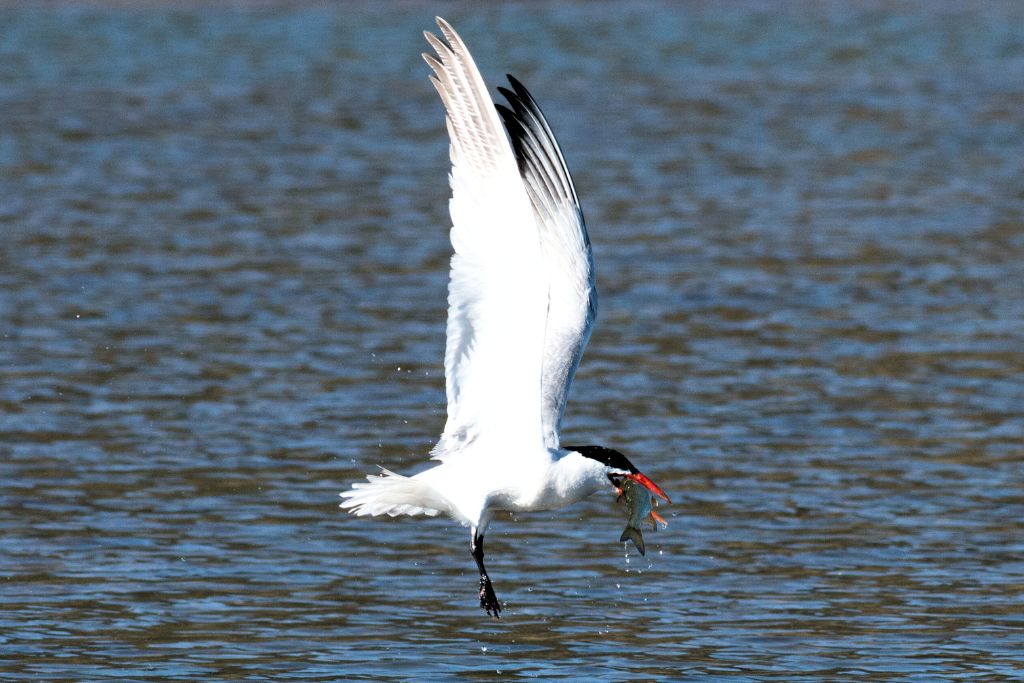 Caspian Tern flying above the sea while eating a bird