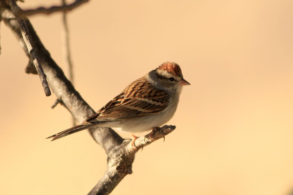 Chipping Sparrow standing on a tree branch