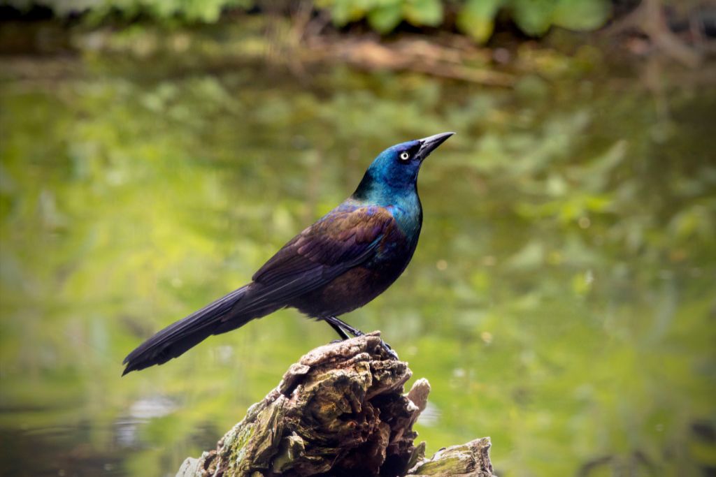 Common Grackle standing on a rock beside the lake