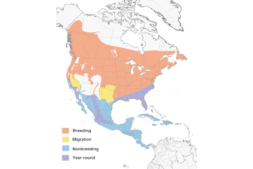 Common Yellowthroat Range Map