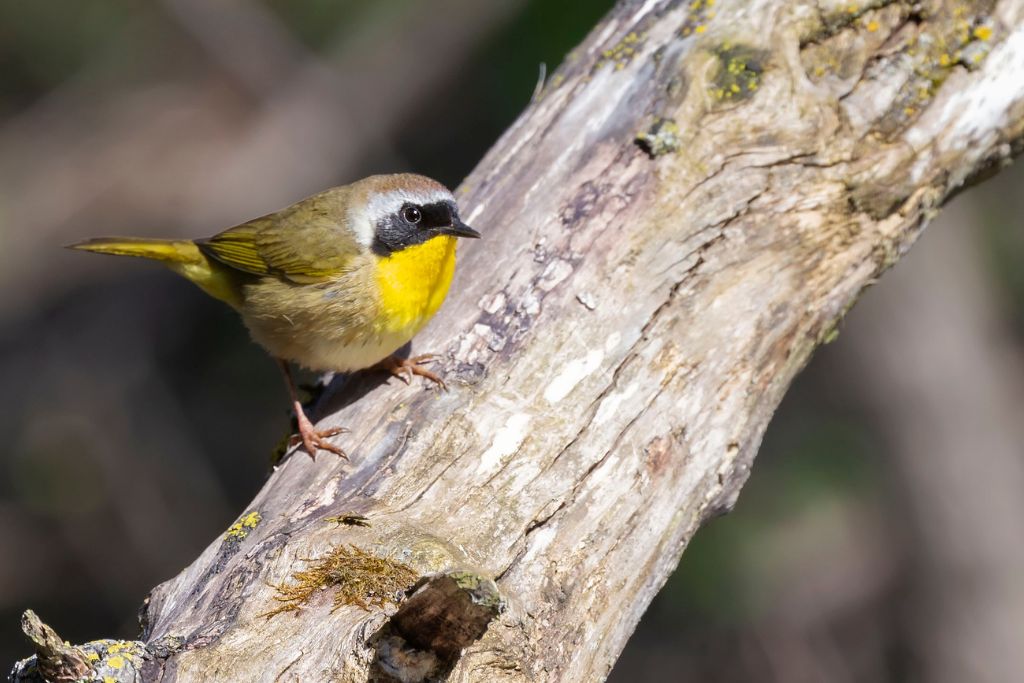 Common Yellowthroat resting on a tree branch