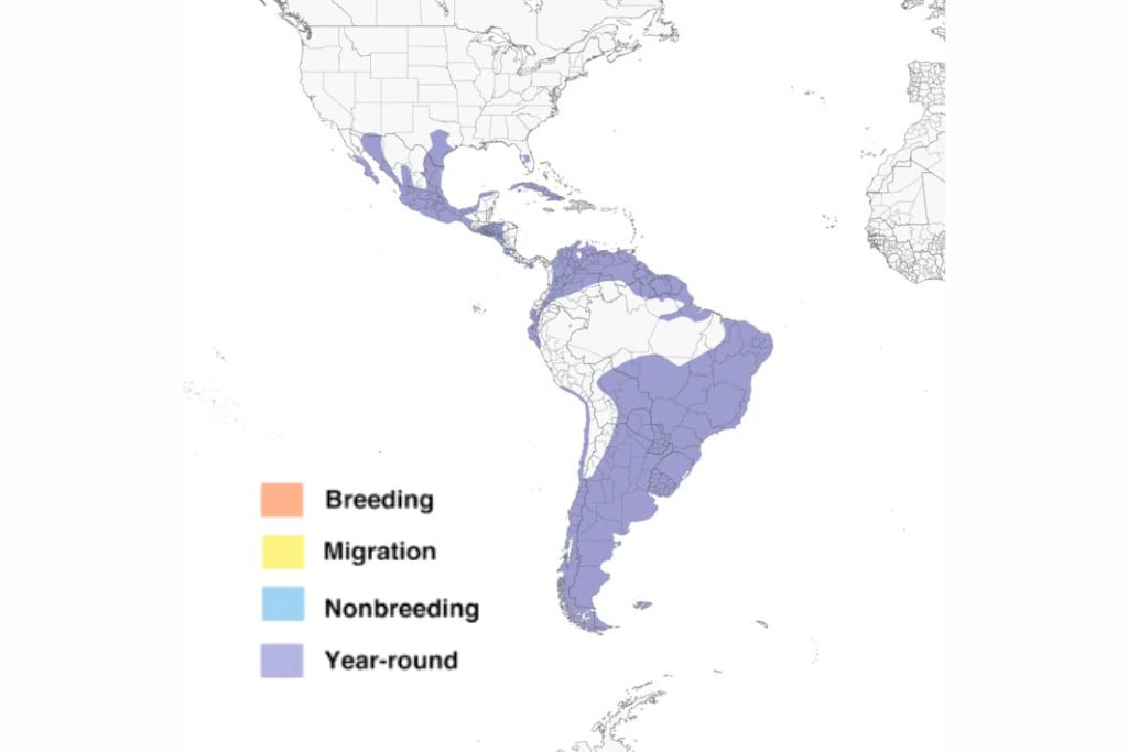 Crested Caracara Falcon Range Map