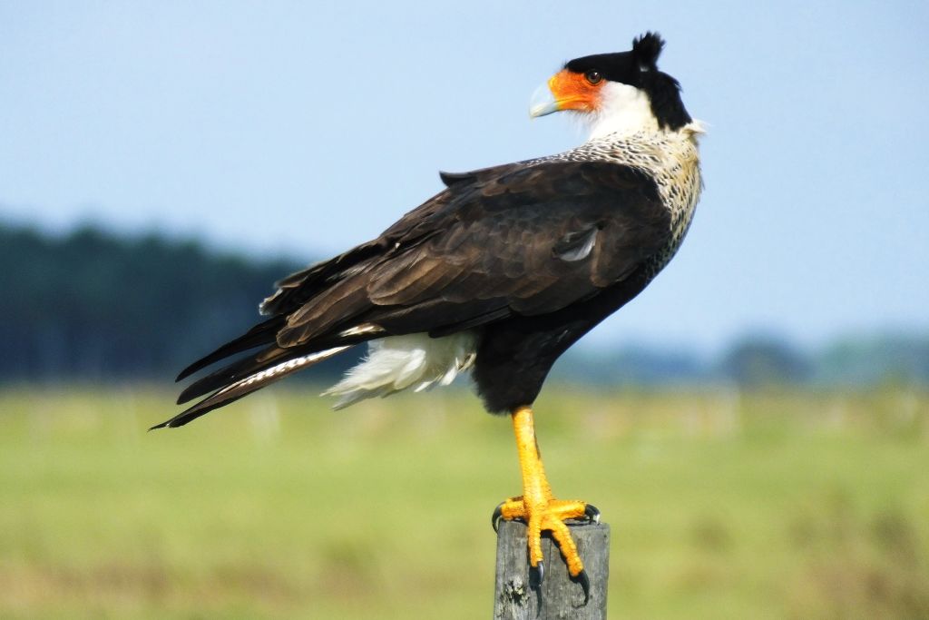 Crested Caracara Falcon is standing on the tip of a wood
