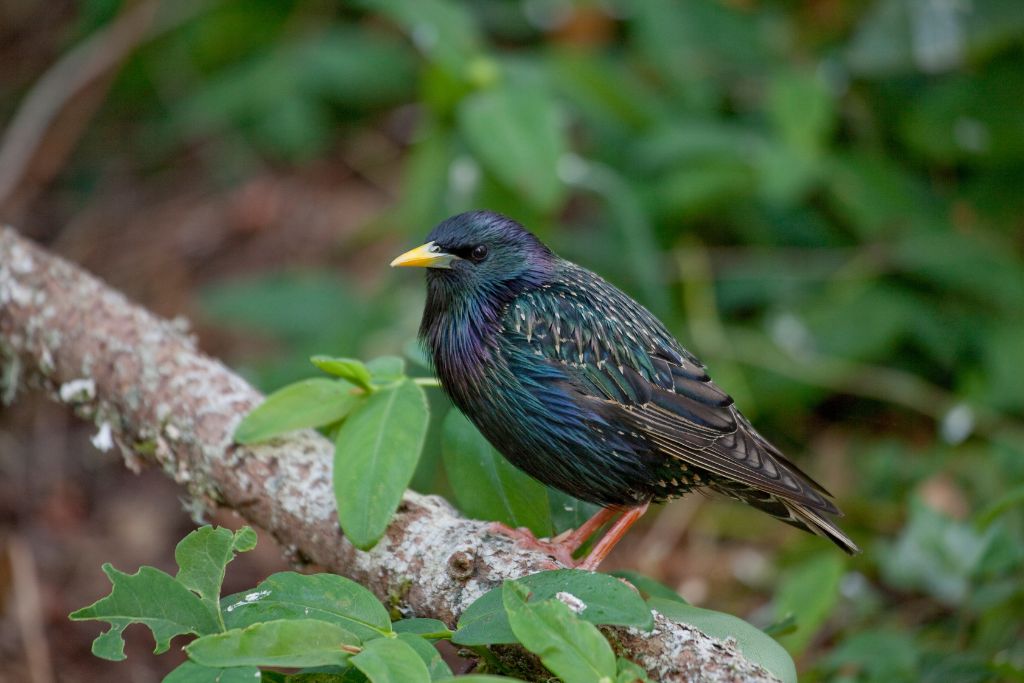 European Starling standing on a branch of tree in nature