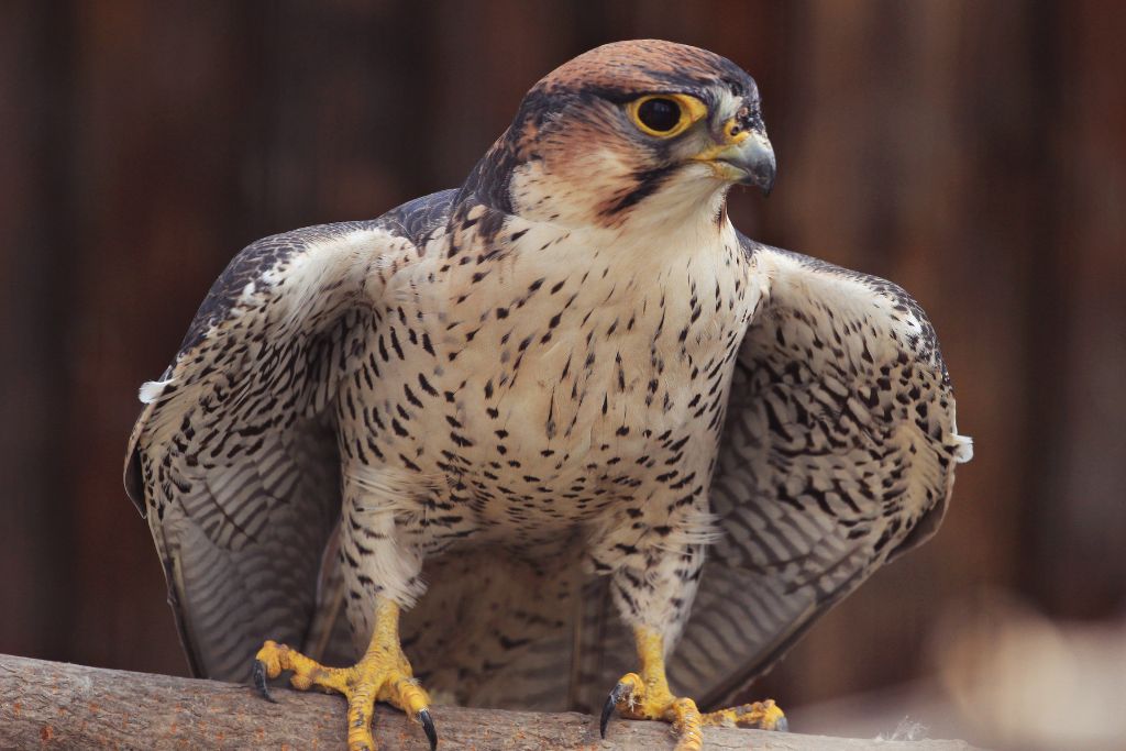 Falcon resting on a platform
