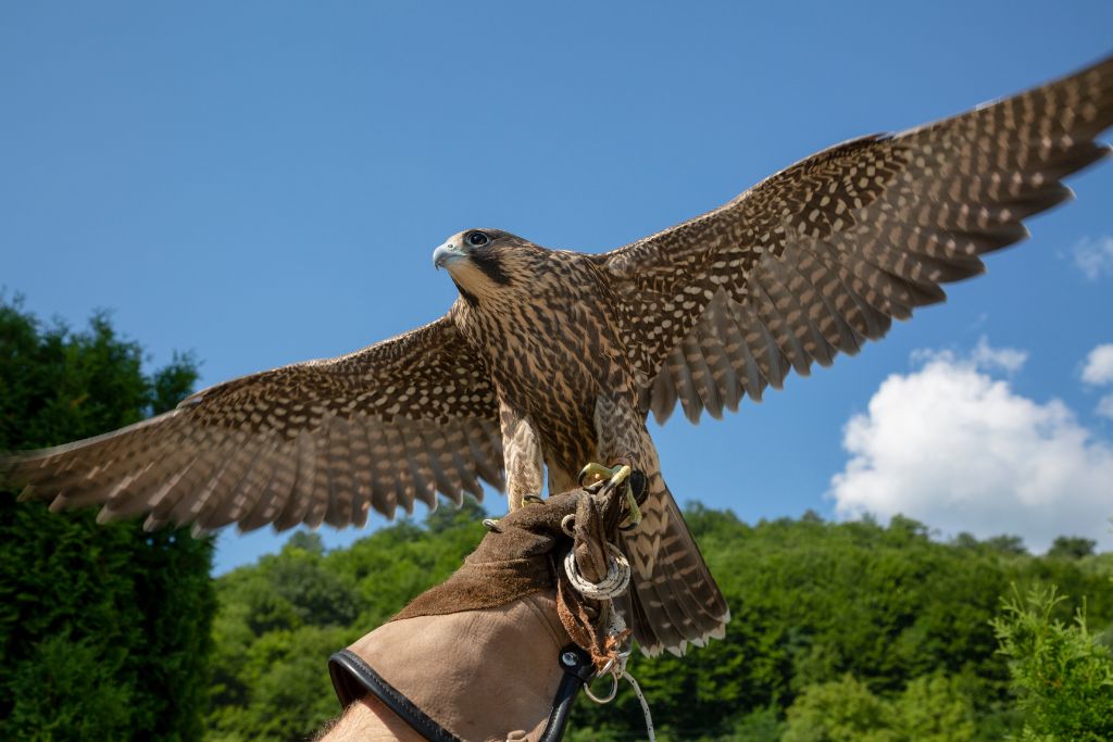 The falcon spreads its wings while standing on the hand of its trainer.