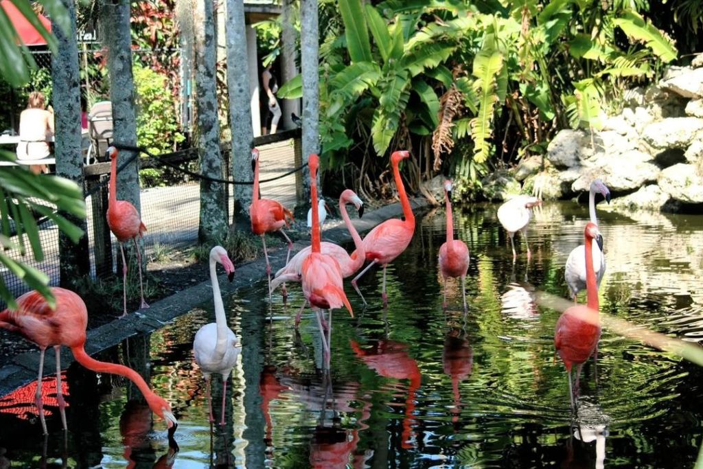 white and pink flamingos walking in a shallow pond
