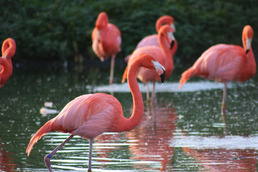 flamingos walking on the shallow pond
