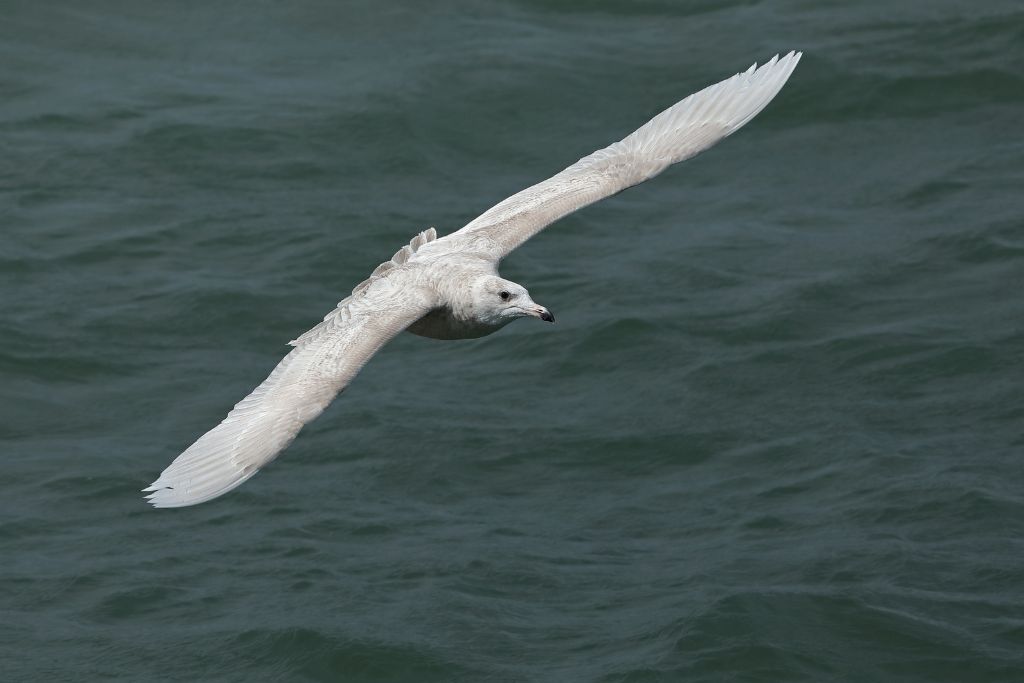 Glaucous Gull flying above the sea