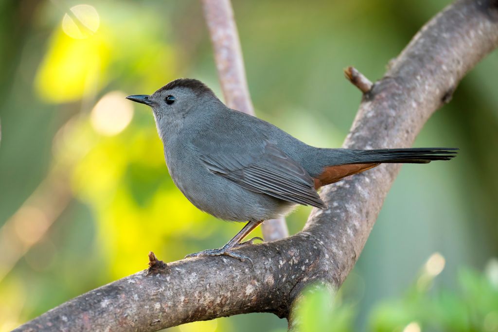 Gray Catbird standing on a tree branch in nature