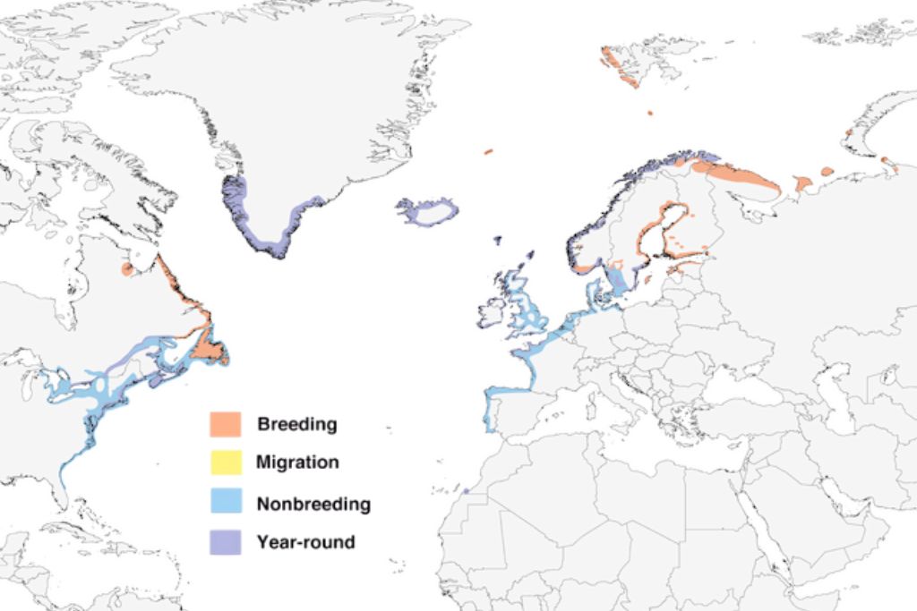 Great Black-backed Gull Range Map