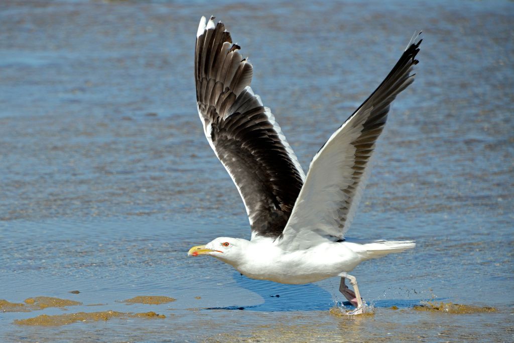 Great Black-backed Gull attempting to fly 