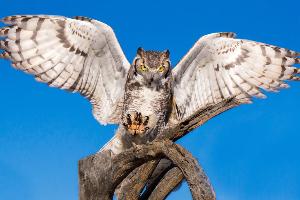 Great Horned Owl aiming to fly