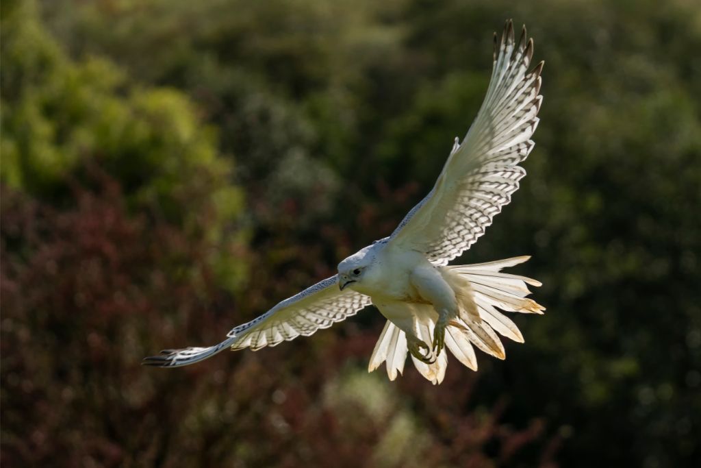 Gyrfalcon spreads its wings while flying