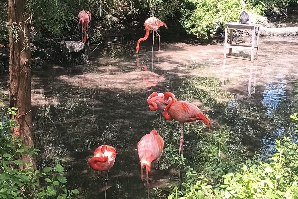 flamingos walking around the pond