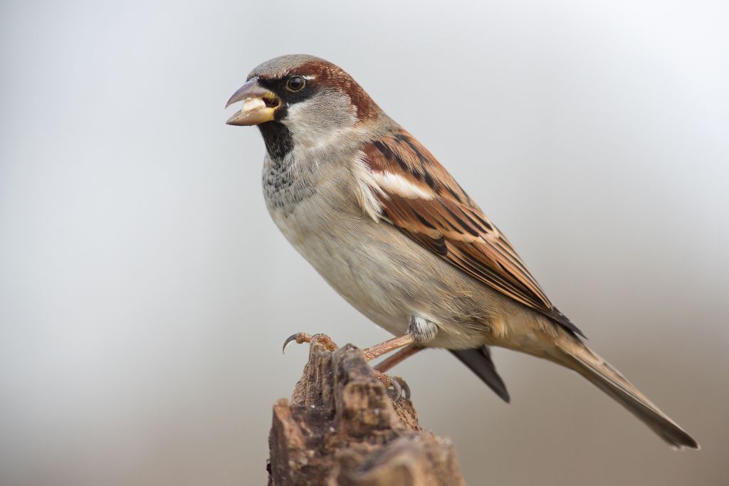 close up look of House Sparrow standing on a rock