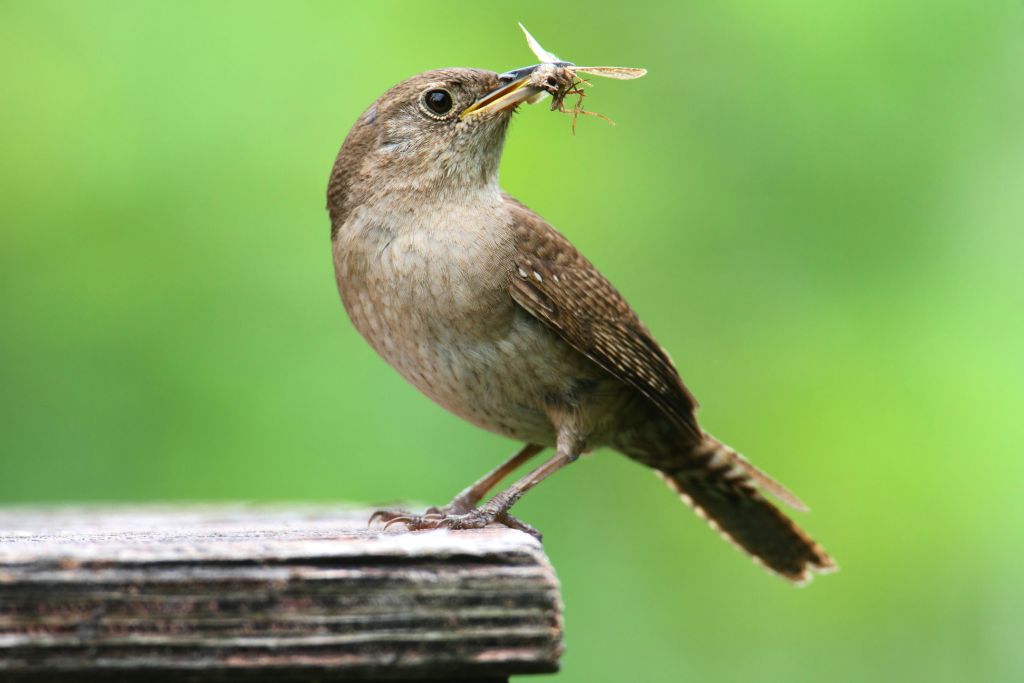 House Wren eating an insect while standing on a wood