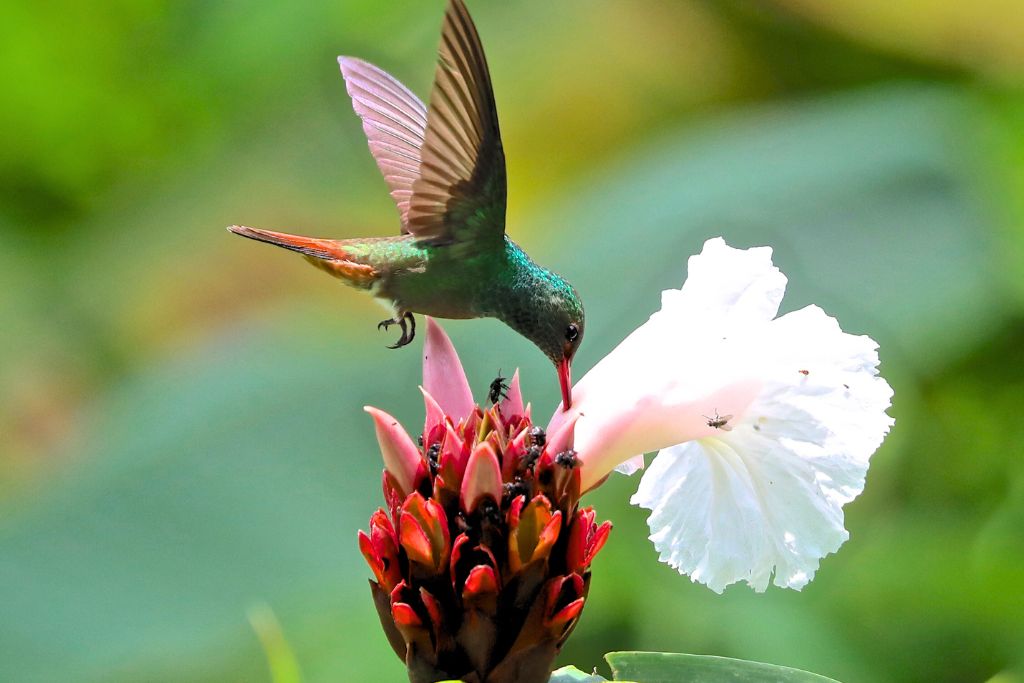 A beautiful hummingbird is eating the pollen of a white flower